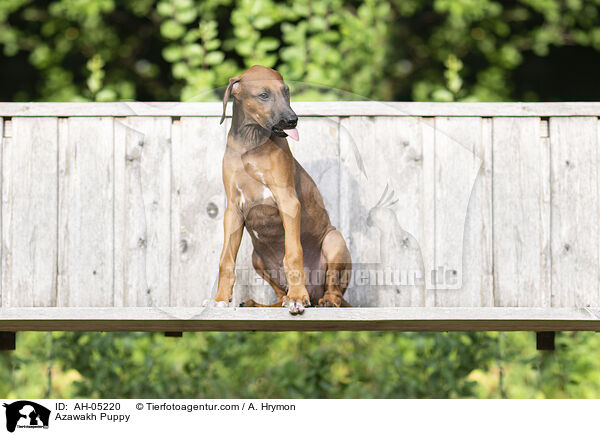 Azawakh Puppy / AH-05220