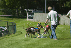 dog racing