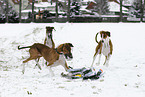 Azawakhs at dog race