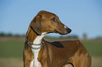 sighthound Portrait