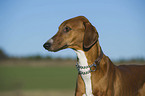 sighthound Portrait