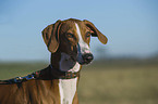 sighthound Portrait