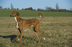 walking sighthound