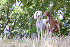 Azawakh and Saluki