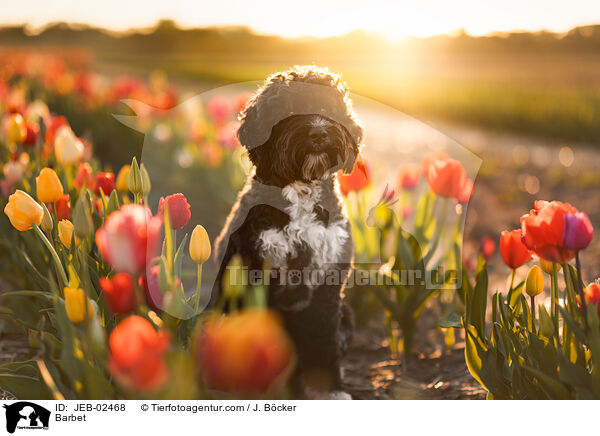 Barbet / Barbet / JEB-02468