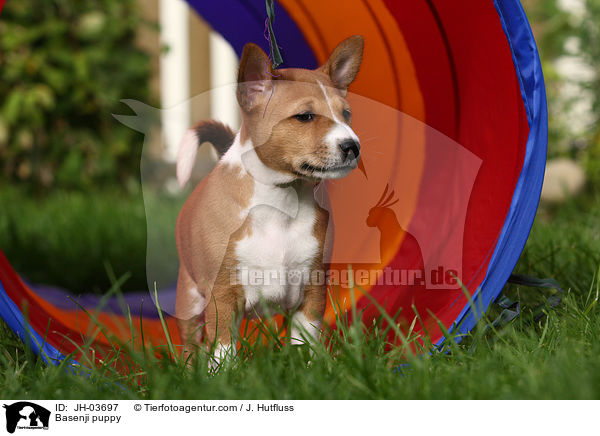 Basenji puppy / JH-03697