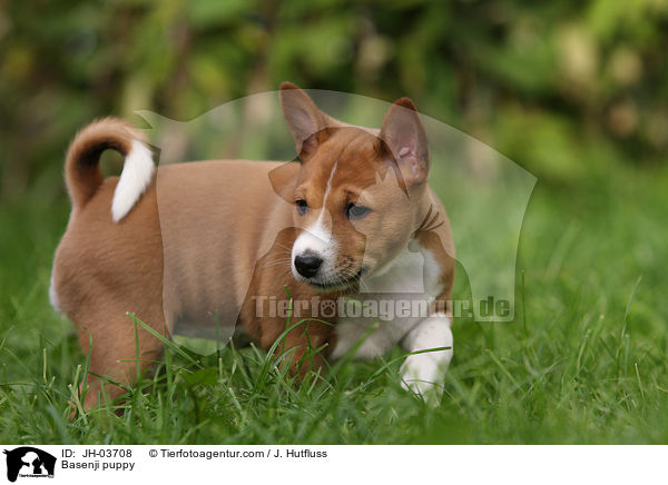 Basenji Welpe / Basenji puppy / JH-03708