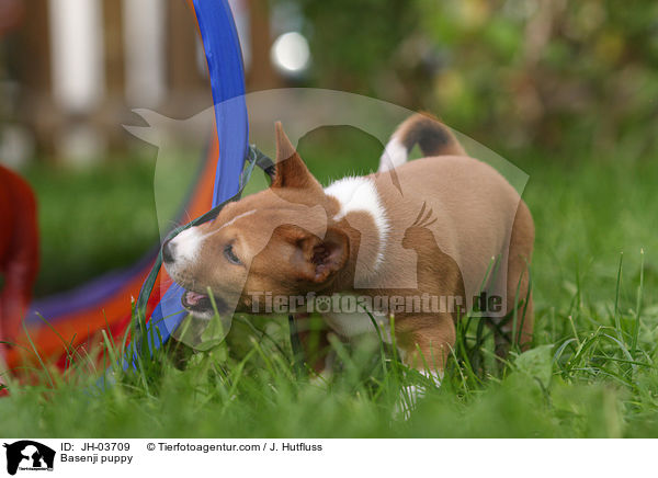 Basenji Welpe / Basenji puppy / JH-03709