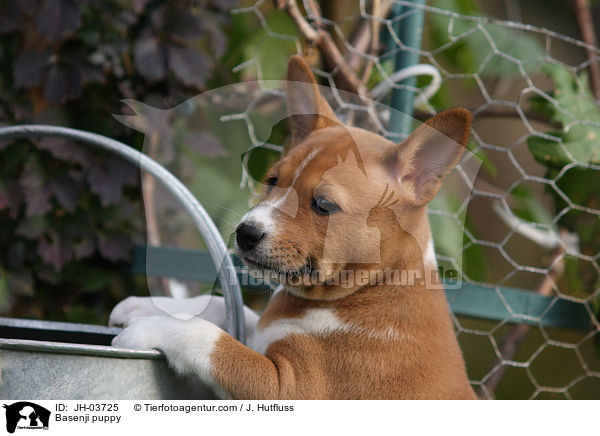 Basenji Welpe / Basenji puppy / JH-03725