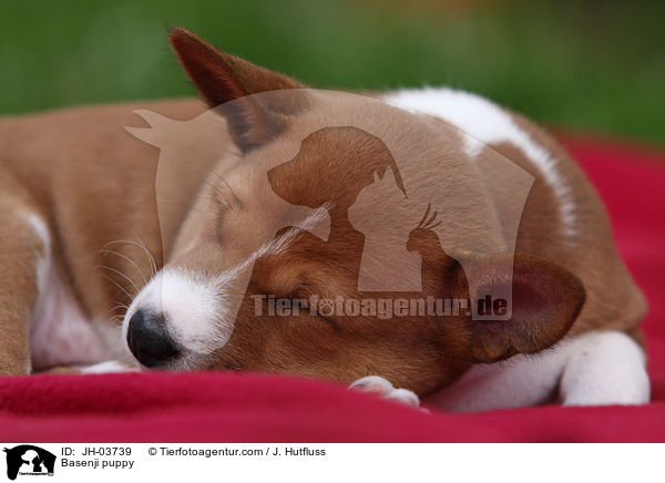 Basenji Welpe / Basenji puppy / JH-03739