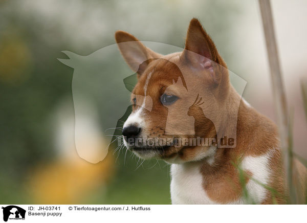 Basenji Welpe / Basenji puppy / JH-03741