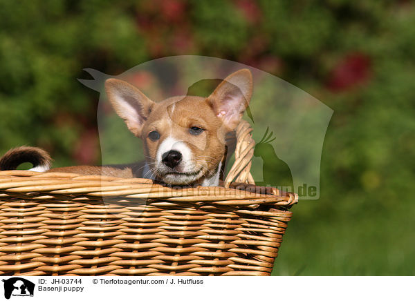 Basenji puppy / JH-03744