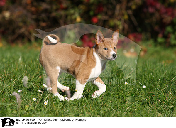 rennender Basenji Welpe / running Basenji puppy / JH-03755