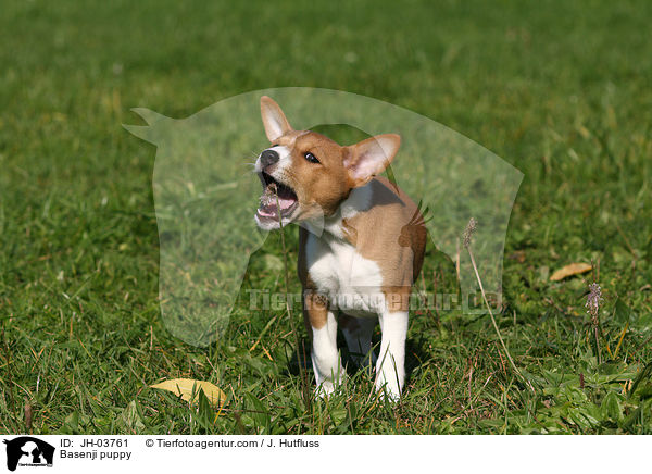 Basenji Welpe / Basenji puppy / JH-03761