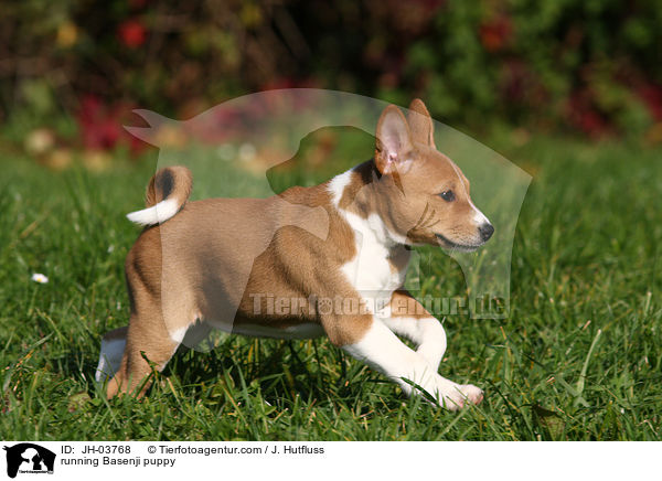 rennender Basenji Welpe / running Basenji puppy / JH-03768
