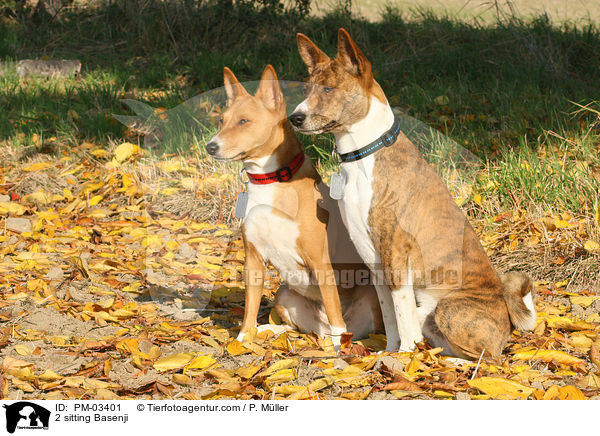 2 sitzende Basenji / 2 sitting Basenji / PM-03401