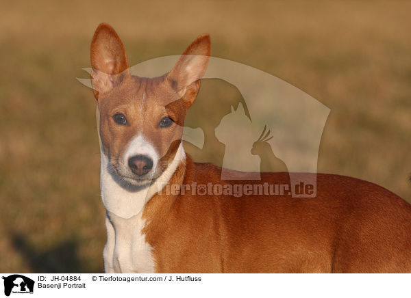 Basenji Portrait / Basenji Portrait / JH-04884