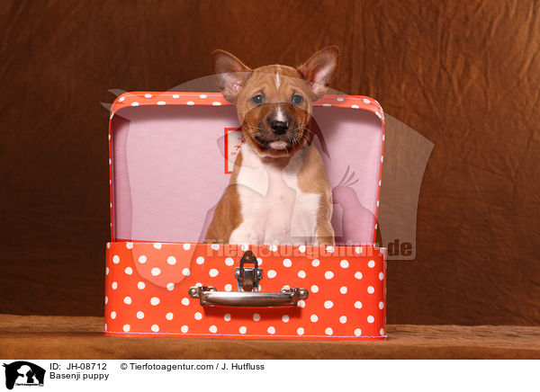 Basenji Welpe / Basenji puppy / JH-08712