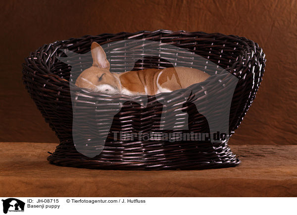Basenji Welpe / Basenji puppy / JH-08715