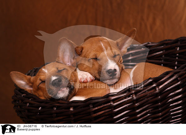 Basenji Welpen / Basenji puppies / JH-08716
