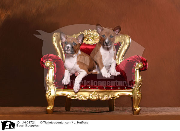 Basenji Welpen / Basenji puppies / JH-08721