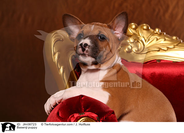 Basenji Welpe / Basenji puppy / JH-08723