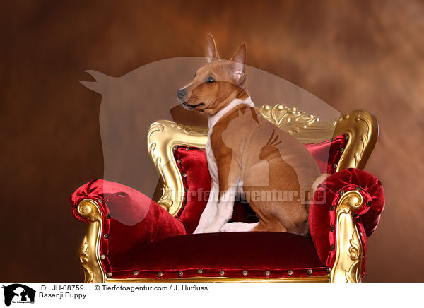 Basenji Welpe / Basenji Puppy / JH-08759