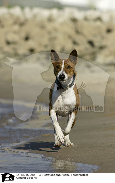 rennender Basenji / running Basenji / BS-03299