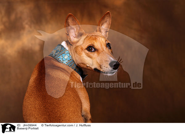 Basenji Portrait / Basenji Portrait / JH-09944