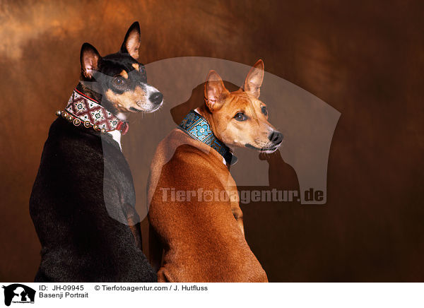 Basenji Portrait / Basenji Portrait / JH-09945