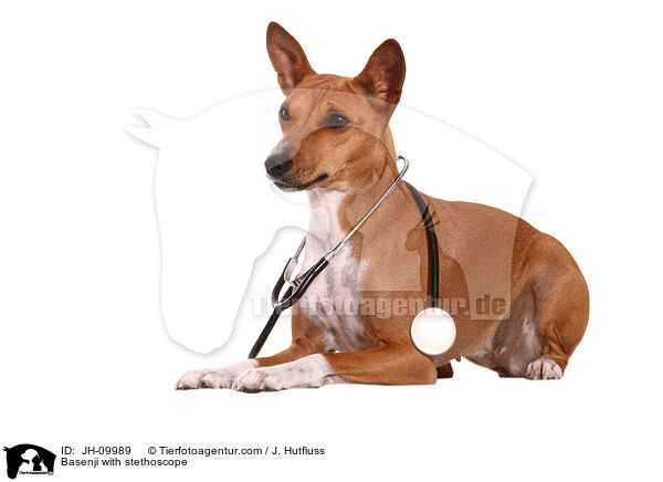 Basenji mit Stethoskop / Basenji with stethoscope / JH-09989