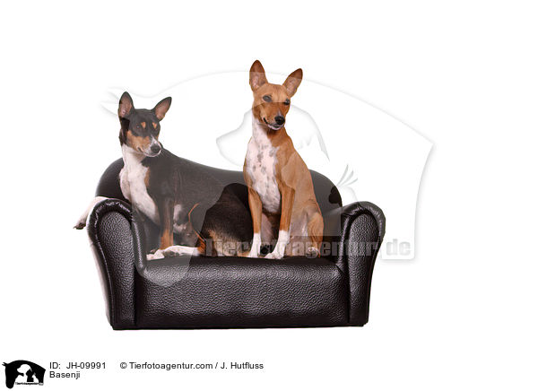Basenji / Basenji / JH-09991