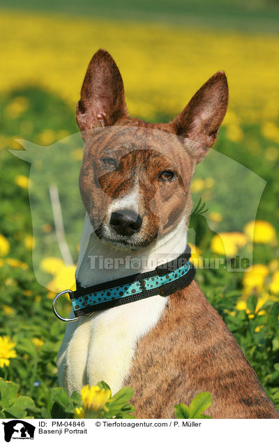 Basenji Portrait / PM-04846