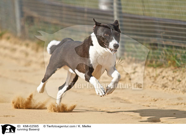 rennender Basenji / running Basenji / KMI-02585