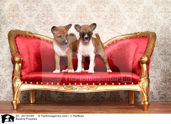 Basenji Welpen / Basenji Puppies / JH-18184