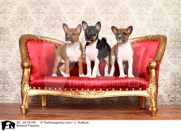 Basenji Welpen / Basenji Puppies / JH-18185