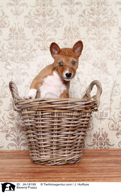 Basenji Welpe / Basenji Puppy / JH-18199
