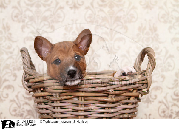 Basenji Welpe / Basenji Puppy / JH-18201