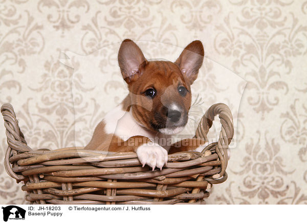 Basenji Welpe / Basenji Puppy / JH-18203