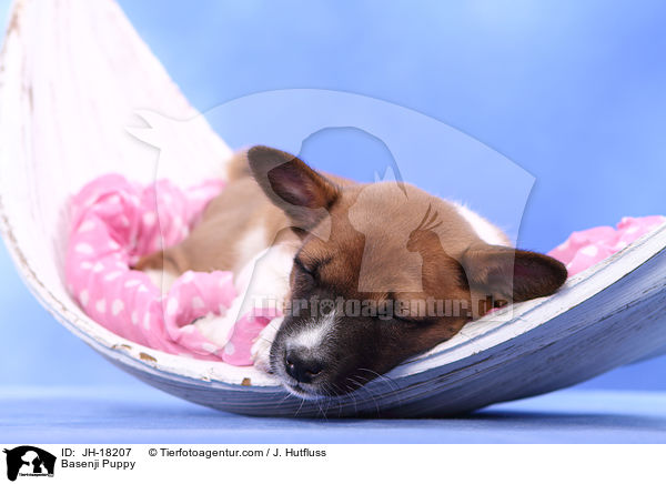 Basenji Welpe / Basenji Puppy / JH-18207