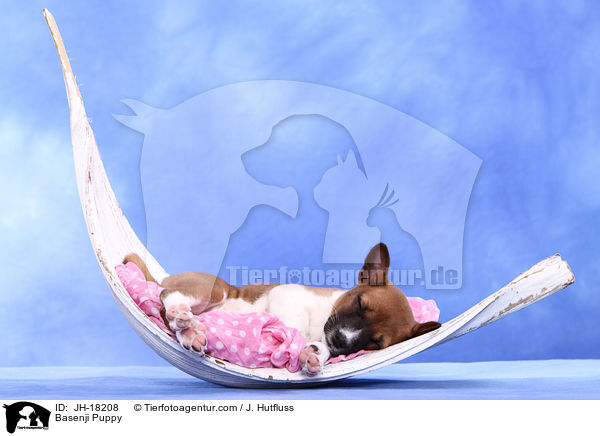 Basenji Welpe / Basenji Puppy / JH-18208