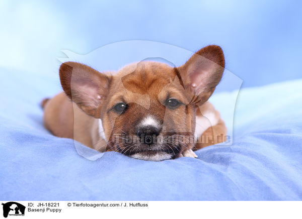Basenji Welpe / Basenji Puppy / JH-18221