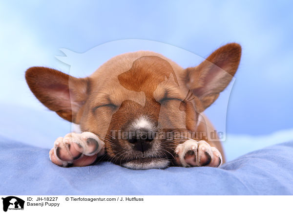 Basenji Welpe / Basenji Puppy / JH-18227