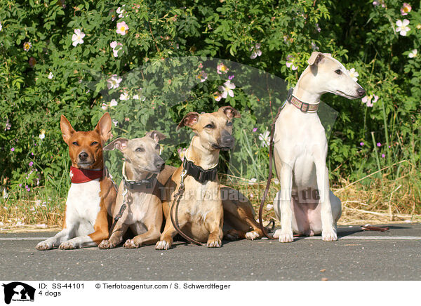 4 Hunde / 4 dogs / SS-44101