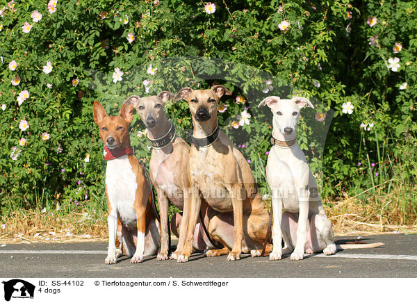 4 dogs / SS-44102