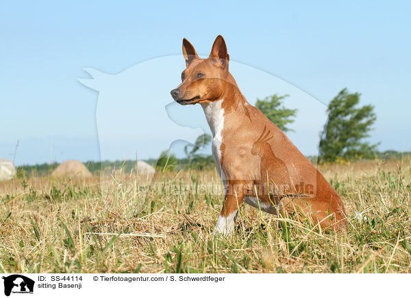sitzender Basenji / sitting Basenji / SS-44114