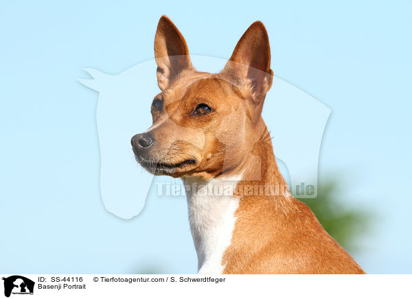 Basenji Portrait / Basenji Portrait / SS-44116