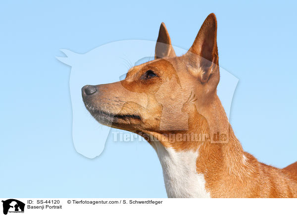 Basenji Portrait / Basenji Portrait / SS-44120