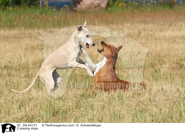 2 playing dogs / SS-44131