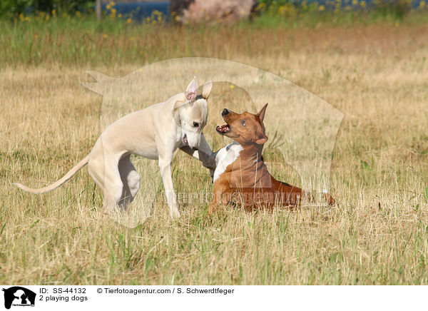 2 playing dogs / SS-44132